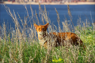 Питомник абиссинских кошек Shafran