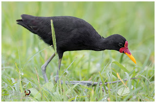 Wattled Jacana (Jacana jacana)