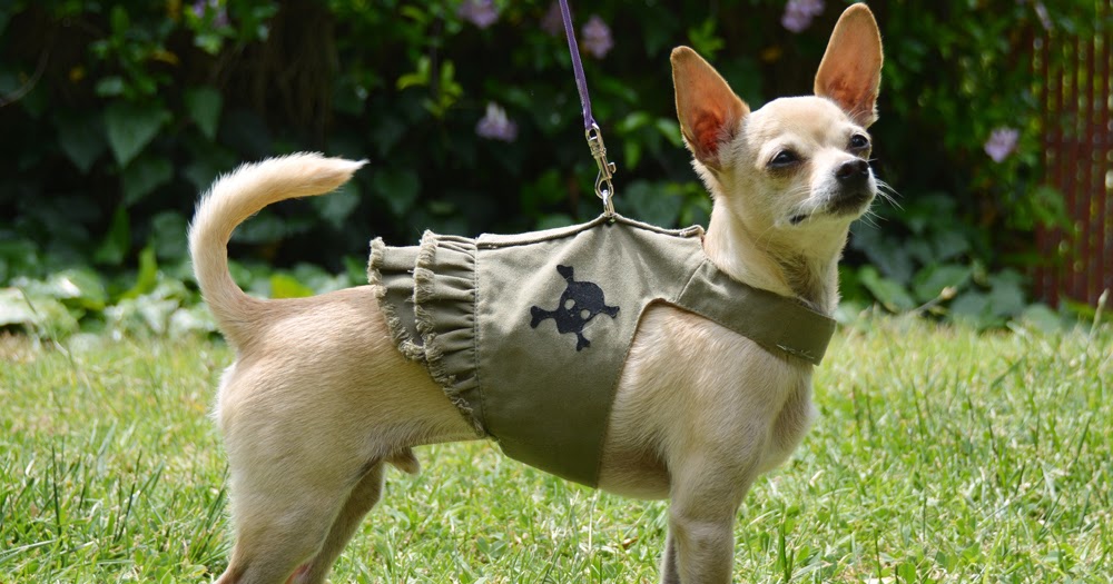 The Dog Geek: Product Review: Doggles Jean Harness Dress