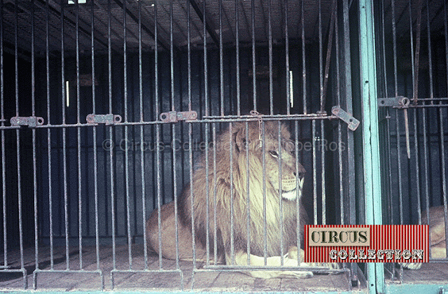 un lion dans sa cage