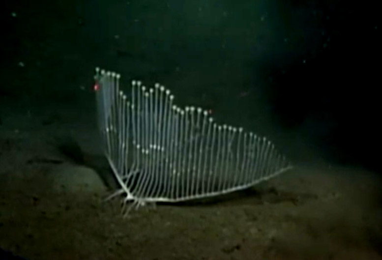 The Harp or Lyre Sponge is the Most Weird Looking Creature of the Deep