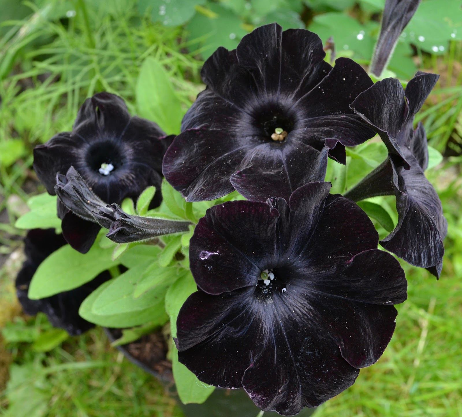 Gothic Garten Schwarze Blumen Samen für den Themengarten