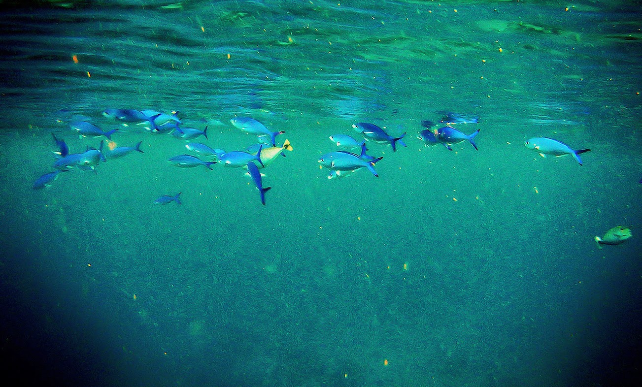 Планктон мирового океана. Круговой планктон в индийском океане. Планктон на Самуи. Водное сообщество с планктоном и дельфином. Растения Тихого океана картинки планктон.