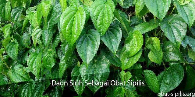 obat sipilis daun sirih obat sipilis daun sirih