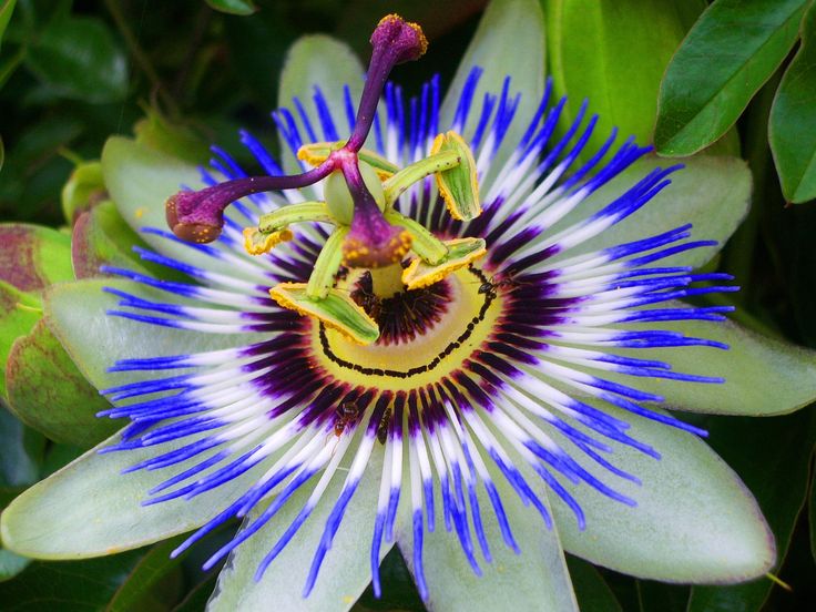 The Herb Hound PASSION FLOWER