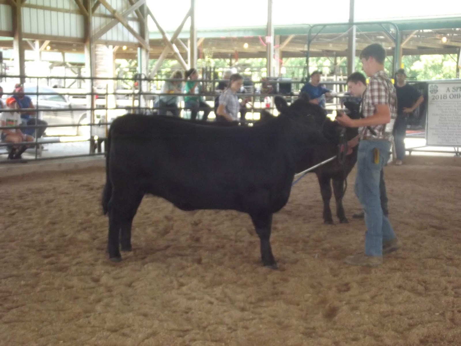Ohio County Fair Rising Sun Indiana