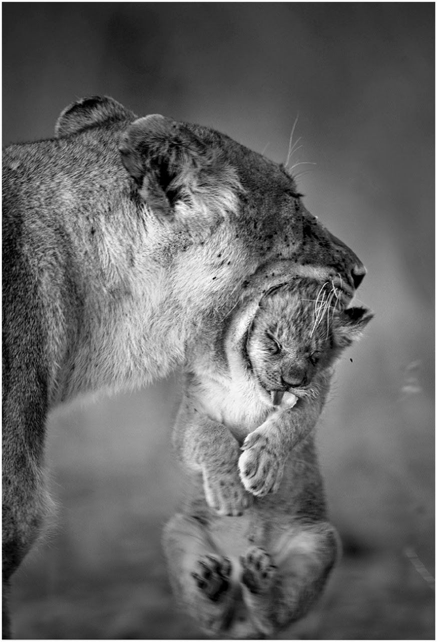 Домашние животные для детей. Лев фото. Животные в действии. Смелость животных. Люди и животные.