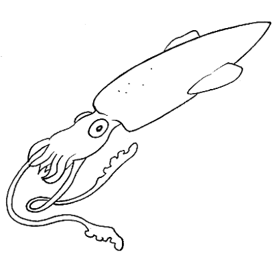 Calamar para colorear ~ 4 Dibujo