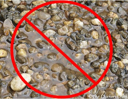 chicken flies around coop drainage water reduce tips eat fly dry which grounds breeding necessary install chick pooling eliminate stagnant