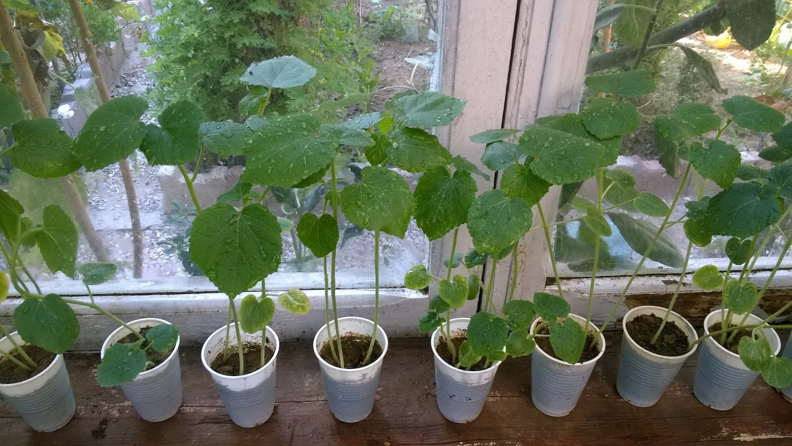 How To Grow Okra