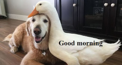 Good morning images of funny dogs - cute funny dog Good morning images of funny dogs - cute funny dog