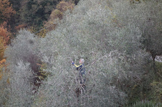 Trimming olive trees after the harvest Trimming olive trees after the harvest