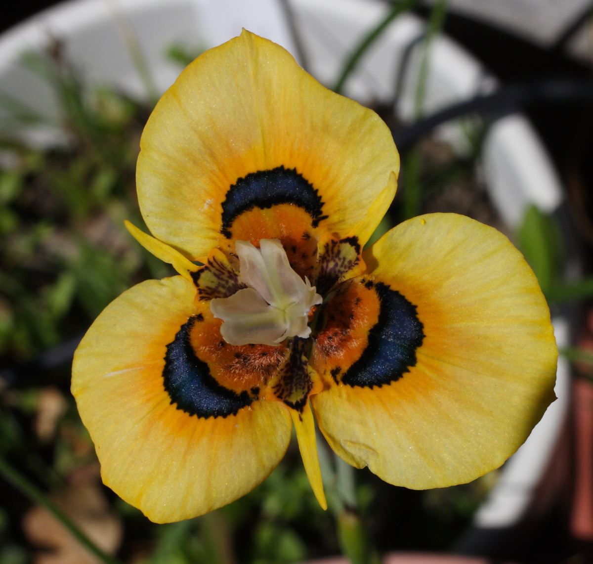 Growing Cool Plants: Moraea MM 10-02