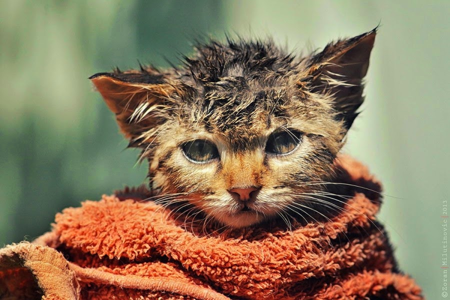How Cats Look After Bath (18 Hilarious Photos)