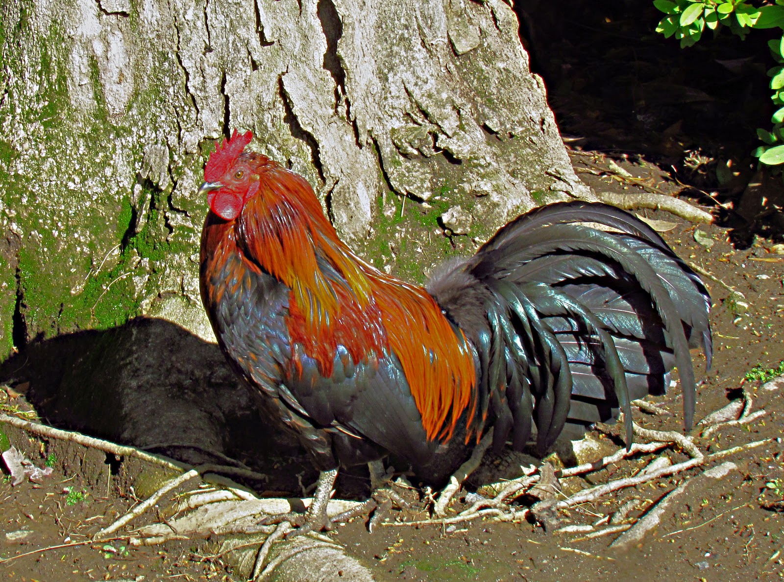 Adventures of a Vagabond Volunteer The Chickens of Yuba City
