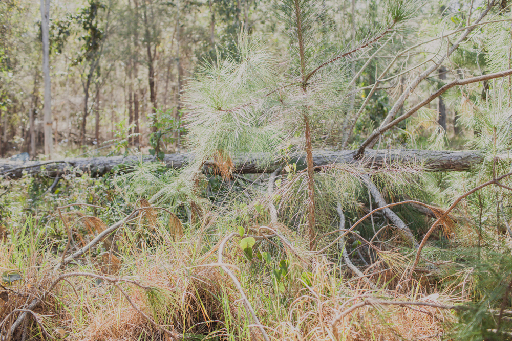 stool making process australian forest