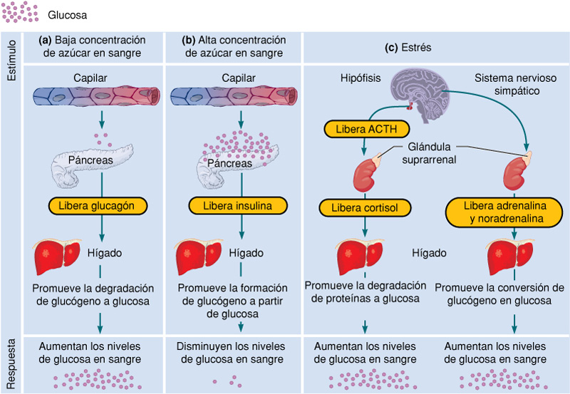 REGULACION HORMONAL | Gori-Gori REGULACION HORMONAL | Gori-Gori