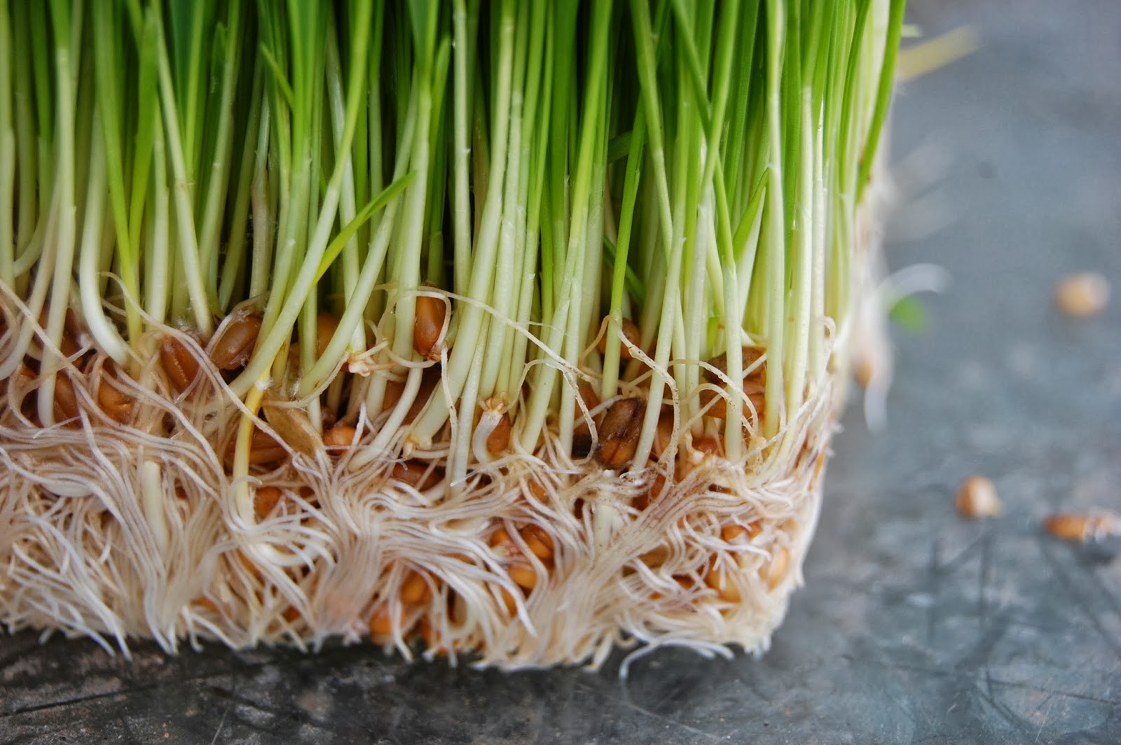 Texas Rebel Girl: Growing Your Own Fodder