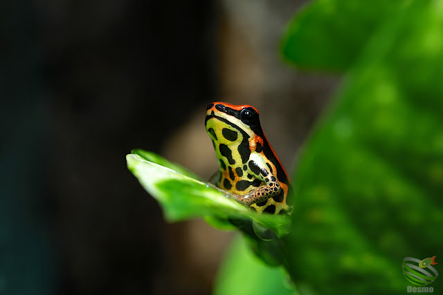 Ranitomeya uakarii "gold-leggs"