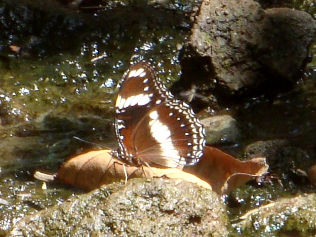 nuansa masel KUPUKUPU COKLAT HITAM BERTOTOL PUTIH
