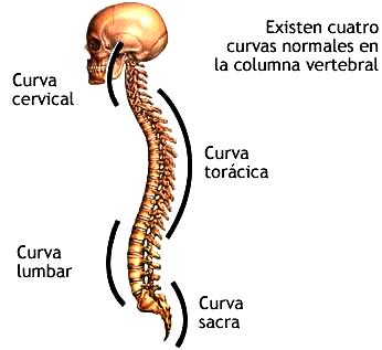 COLUMNA VERTEBRAL SEÑALANDO SUS CURVAS Ilustración de la columna vertebral del cuerpo humano señalando sus curvas