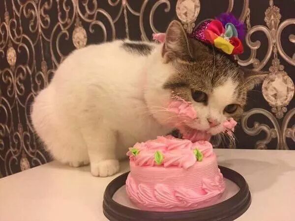 (고양이용)케이크 먹는 떼껄룩