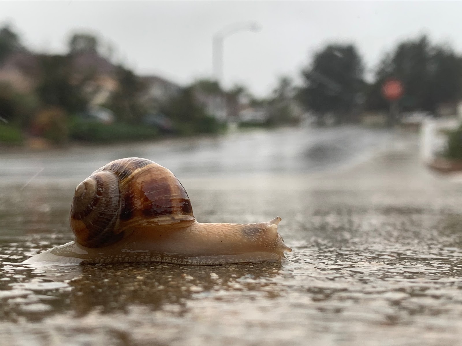 The Splintered Mind Snail Weather