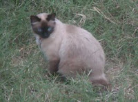 Minha gatinha Safira e a importância de um animal de estimação, as responsabilidades e o projeto de chipagem de gatos e cachorrros em Barretos-SP - Gata Safira no gramado de perfil