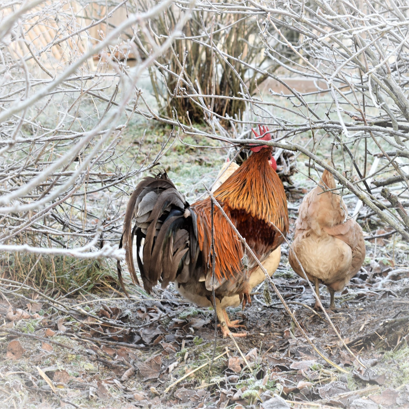 Suku puoleen MDMA video