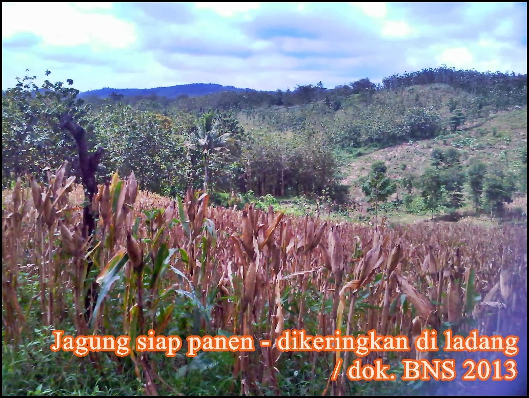 Harga Jagung BNS Indonesia: 2013