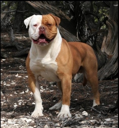 american bulldog family dog