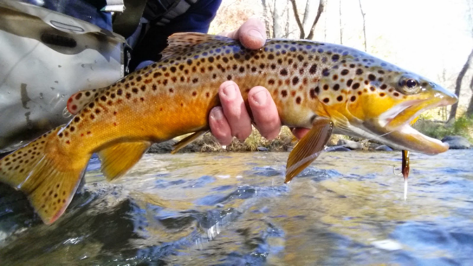 Trout Keystone Fly Fishing