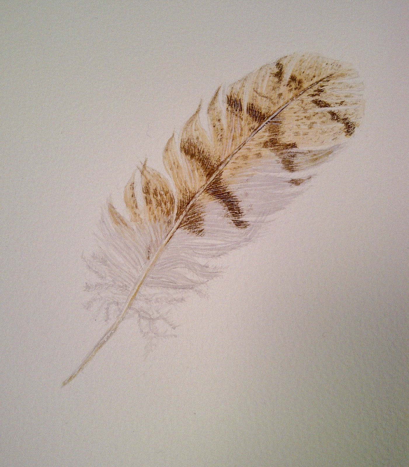 The Natural Year Botanical Art & Natural History Drawing & Painting