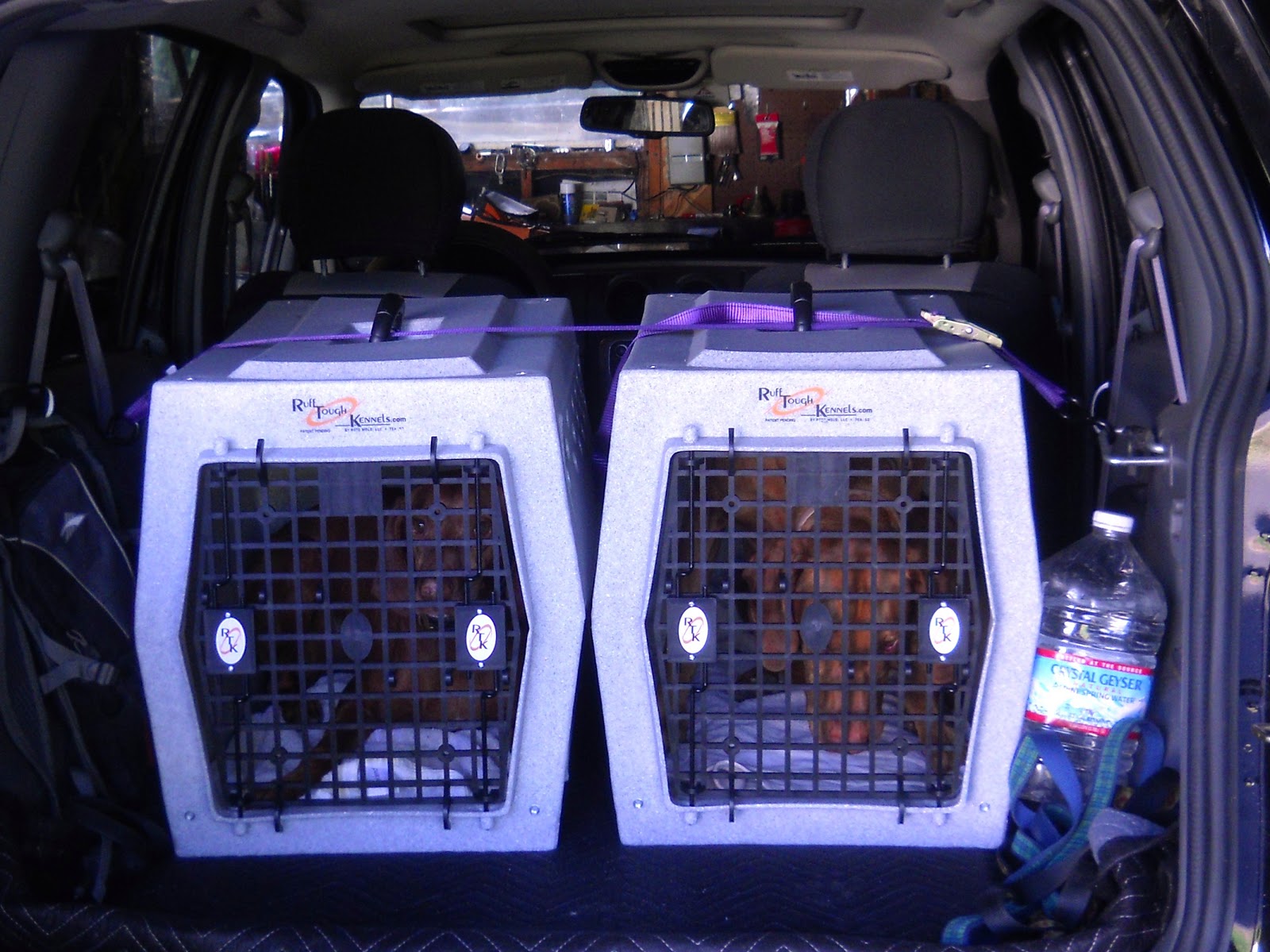 redbirddog a hungarian pointer (vizsla) blog Safe Travel Crates for