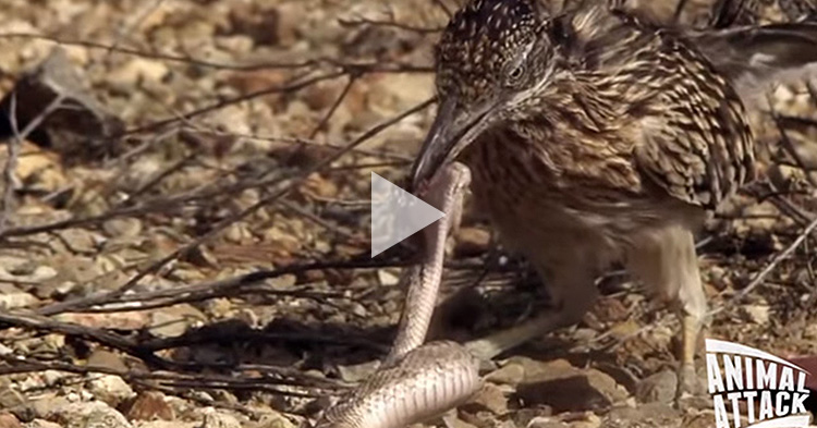 Long-legged bird attacks a venomous Rattlesnake