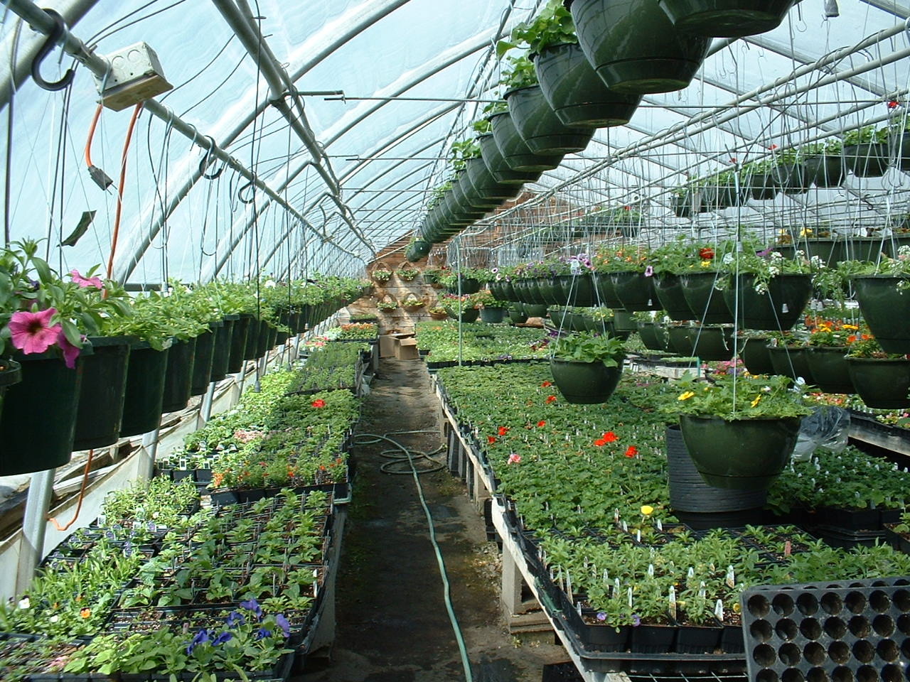 Gardening in Vermont - Perennials and Annuals: April - Three ...