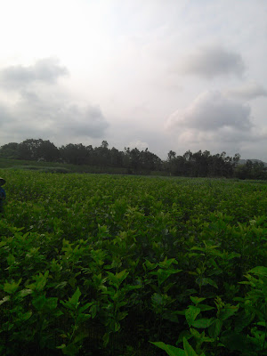 Nghề trồng dâu nuôi tằm ở xã Thiệu Quang