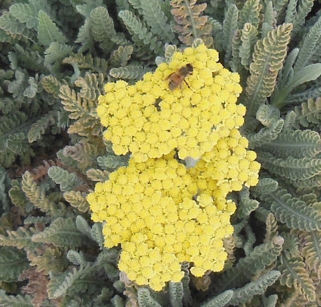 Bee on YellowYarrow, © B. Radisavljevic Yarrow is Ideal for Xeriscaping