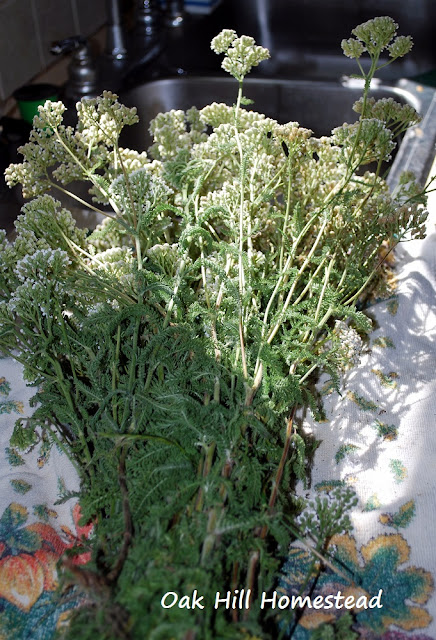 How to harvest and dehydrate yarrow.