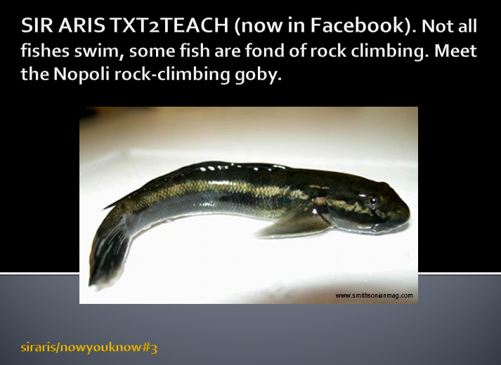 sirarism the act of being sirarised rockclimbing fish