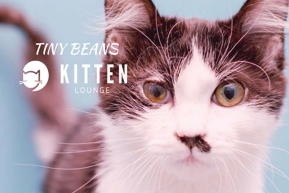 Things To Do In Los Angeles Tiny Beans Kitten Lounge Not Open For