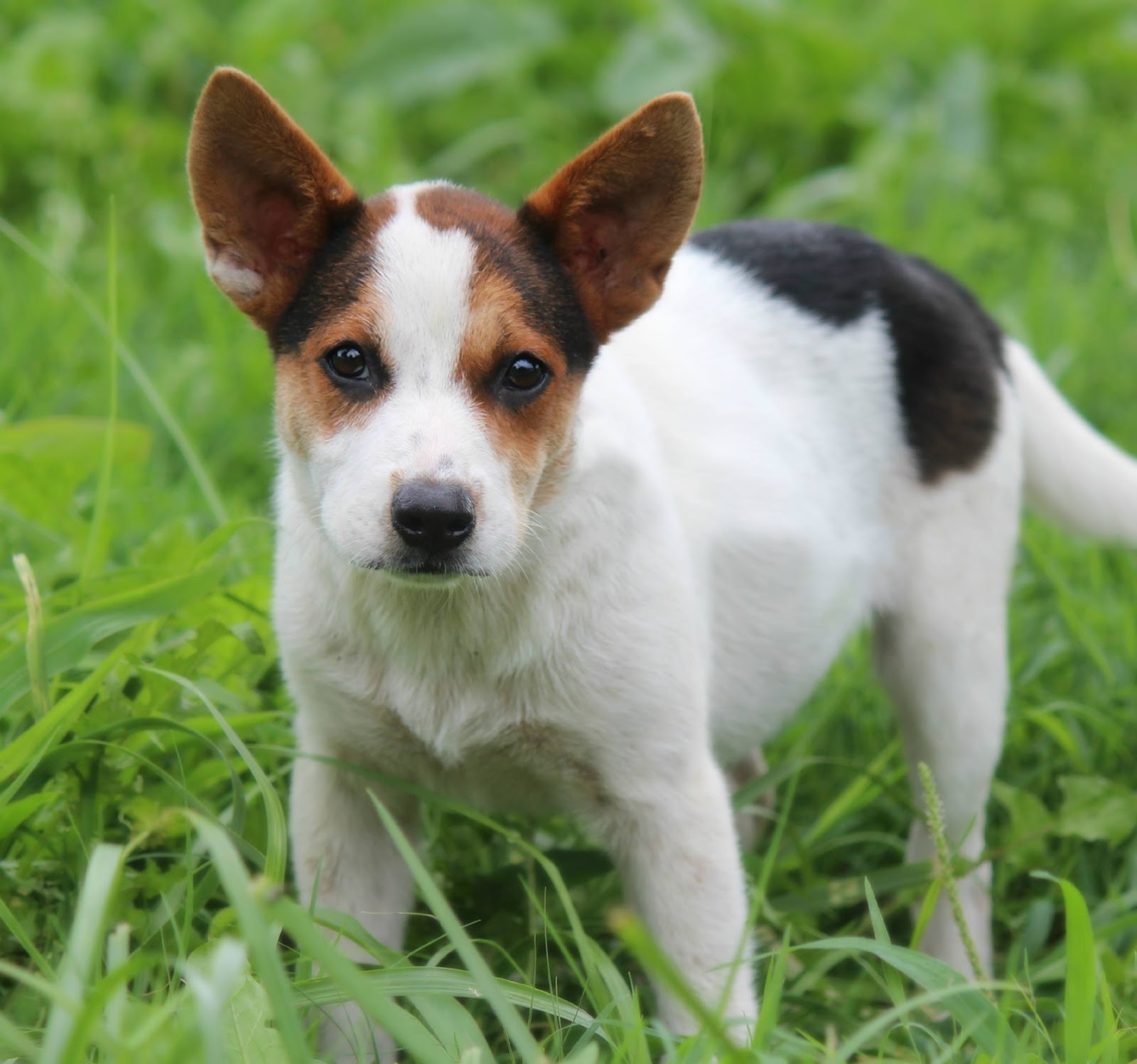 Tipton County Paws and Claws: Wishbone
