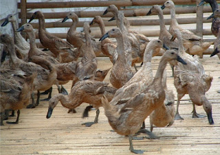 Ternak Bebek Kering Ternak-Bebek-Kering
