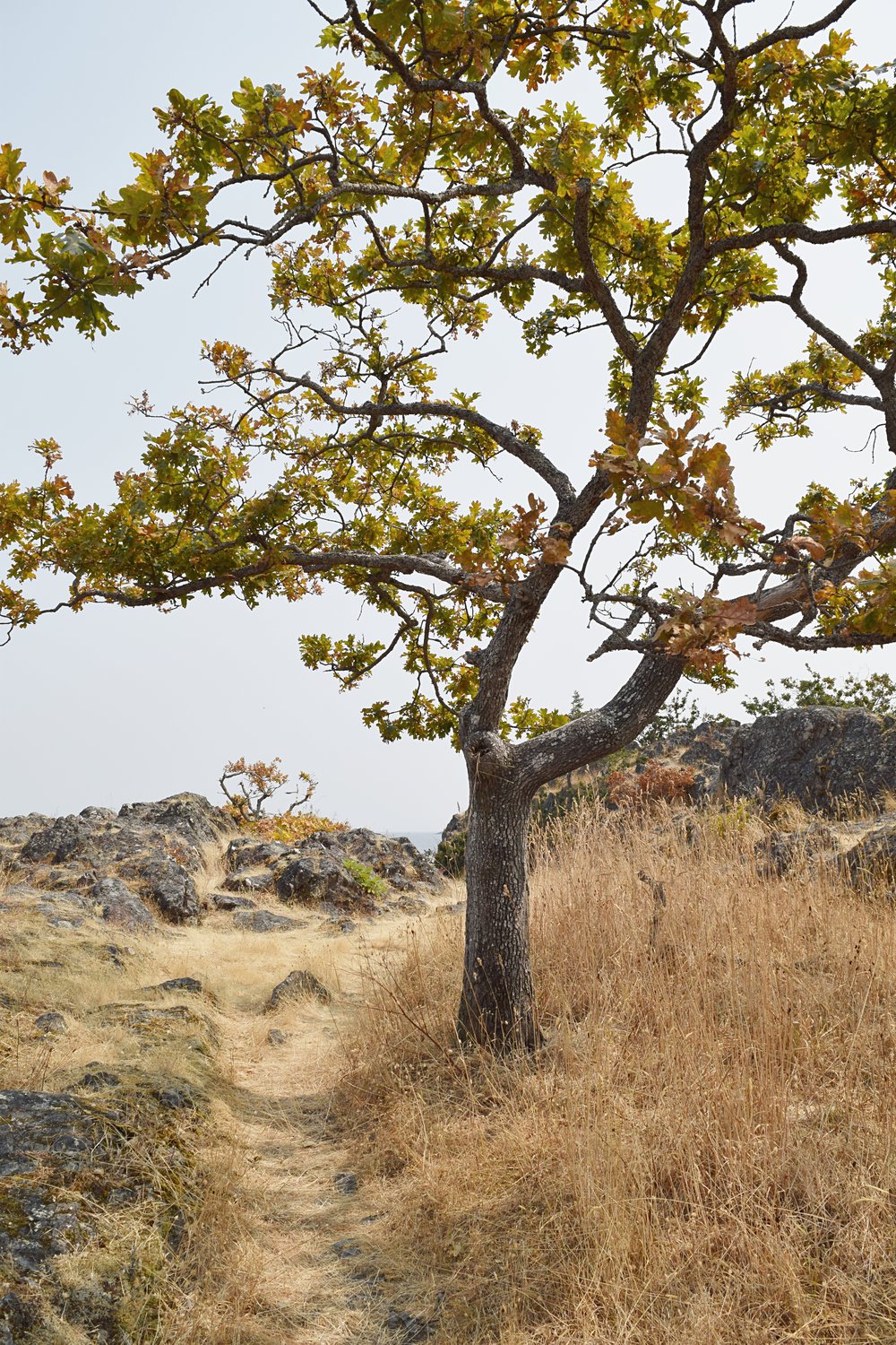 VIZCAYADO: LOS ROBLES CALIFORNIANOS: QUERCUS GARRYANA Y EL OLVIDADO