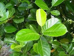 daun nangka obat mencret