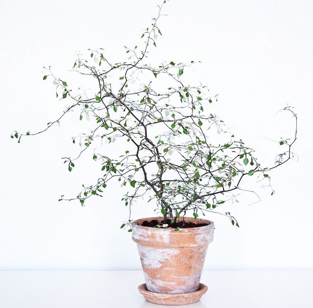 corokia cotoneaster najmodniejsze rośliny do domu