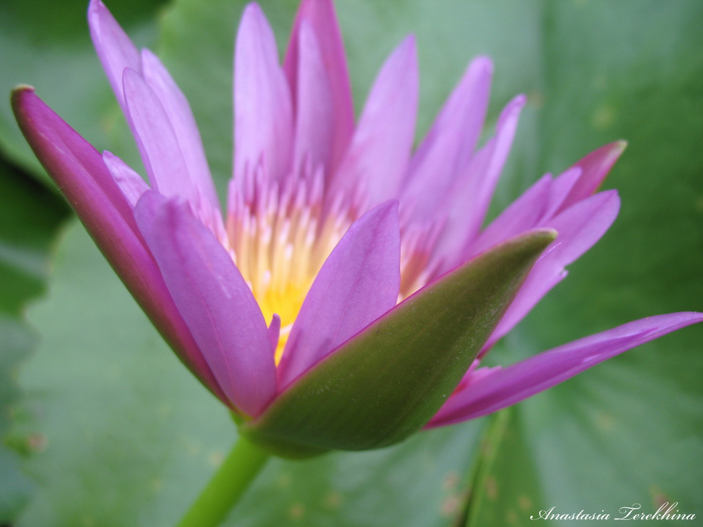 Тайланд. Цветы / Thailand. Flowers: nastenka_lab — LiveJournal