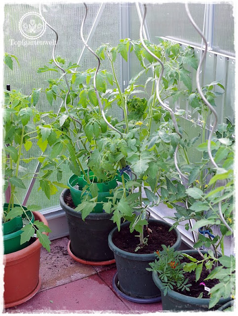 Gartenblog Topfgartenwelt Tomaten Tomatenanbau in großen Töpfen und Trögen: Tomatenpflanzen Gewächshaus