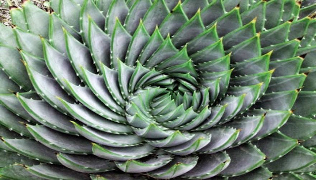 Ποιo είναι το φυτό που χρησιμοποιούν οι κάτοικοι της Ικαρίας και φθάνουν τα 100; Αμέτρητα τα οφέλη