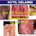 Obat Kutil Kelamin Herbal Mujarab